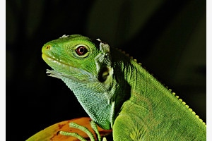 Grüner Leguan