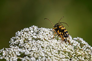Gefleckter Schmalbock (Rutpela maculata)