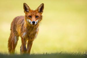 Mr Fox am Waldrand