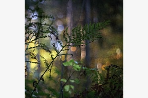 Herbstlicht