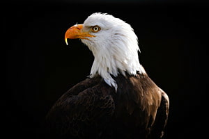 Atlas der Weisskopfseeadler 