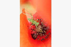 Eintauchen ins ROT