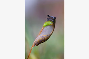 Junge Wegschnecke knabbert an Sporenkapsel von einer Moospflanze