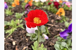 Ist der Frühling da?