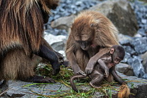 Babypflege im Zoo