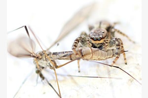 Spinne frisst Schnake