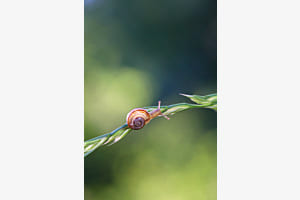 Kleine Schnecke unterwegs...