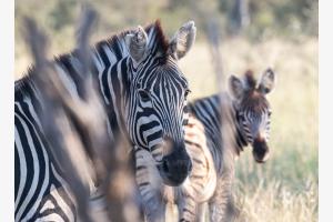 Doppeltes Zebra