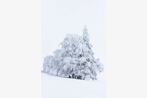 Tree in white Tree in white