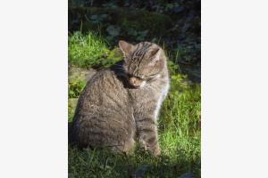 Katzenwäsche Katzenwäsche