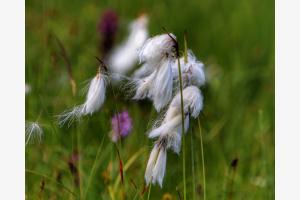 Wiesenblumen Wiesenblumen