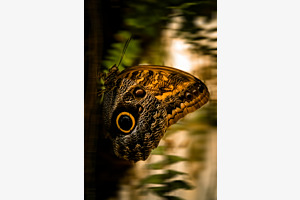Schmetterling