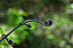 Impression aus dem Regenwald Impression aus dem Regenwald