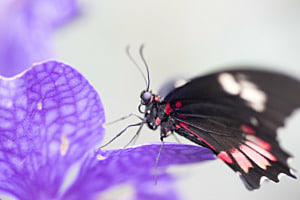 Little Beauty