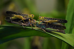 Paarung