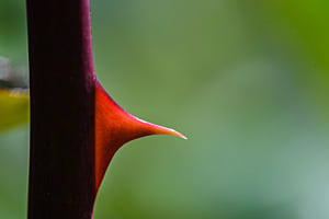 Stachel