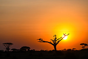 Sonnenuntergang im Amboseli Nationalpark, Kenya