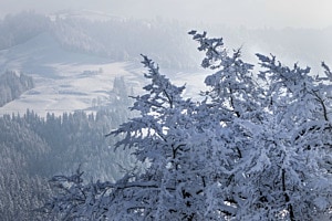Schnee isch chaut Schnee isch chaut