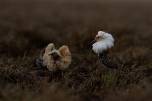 Kampfläufer Kampfläufer