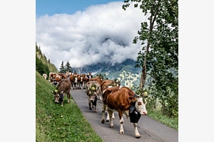 Alpabzug in Kandersteg