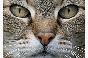 Katze