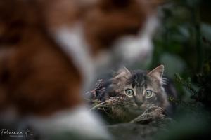 Cats crossing Cats crossing