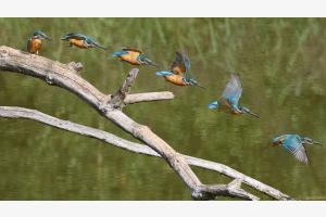 Kingfisher takeoff Kingfisher takeoff