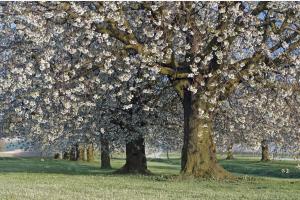 Kirschblüten