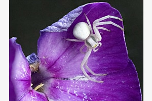 Kleine Spinne