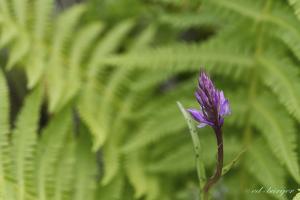 Knabenkraut