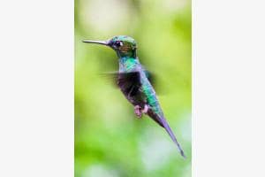 fliegender Kolibri in Costa Rica