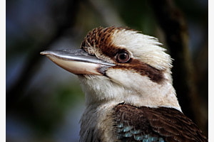 Kookaburra