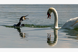Kormoran mit Schwan
