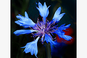 Kornblume Kornblume