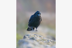 Warum fliegen, wenn man hüpfen kann?