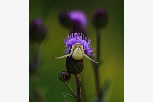 Krappenspinne auf der Lauer