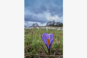 Bergkrokus