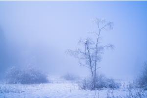 Foggy Winterscape Foggy Winterscape