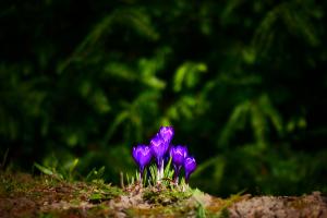 Krokus
