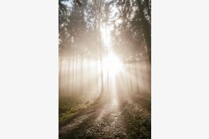 steppin into the light