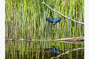 Eisvogel auf Fischjagd