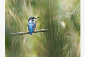 Eisvogel im "Dschungel"