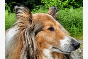 Lassie