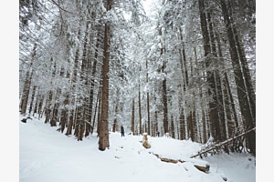 Forest Wonderland Forest Wonderland
