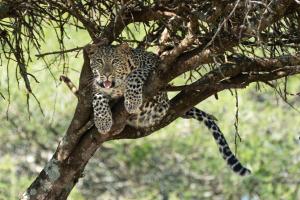 Leopard auf dem Baum