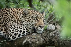 Leopardenporträt
