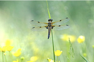 Vierflecklibelle