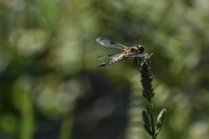 Libelle