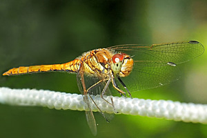 Libelle