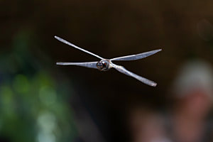 Libelle im Flug